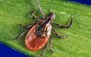 Deer Tick Identification Tips | PA Tick Research Lab