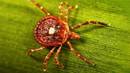 Lone Star Tick Surveillance | Ticks | CDC
