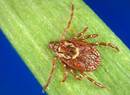 American Dog tick | Department of Environmental Protection | Commonwealth  of Pennsylvania