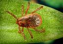 Rhipicephalus sanguineus - Wikipedia