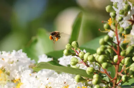 Honey Bee with Pollen Baskets on Its Hind Legs Flying Over a Crape Myrtle Tree in Bloom
