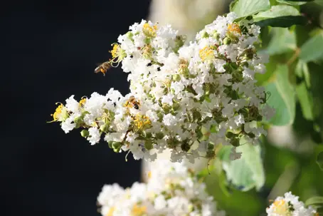 Honey bees foraging on a crape myrtle tree in Central High, Oklahoma