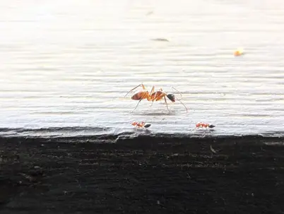 Carpenter ants and Acrobat ants sharing space.