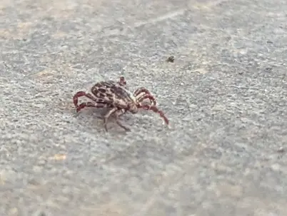 American Dog Tick crawling on concrete in Oklahoma