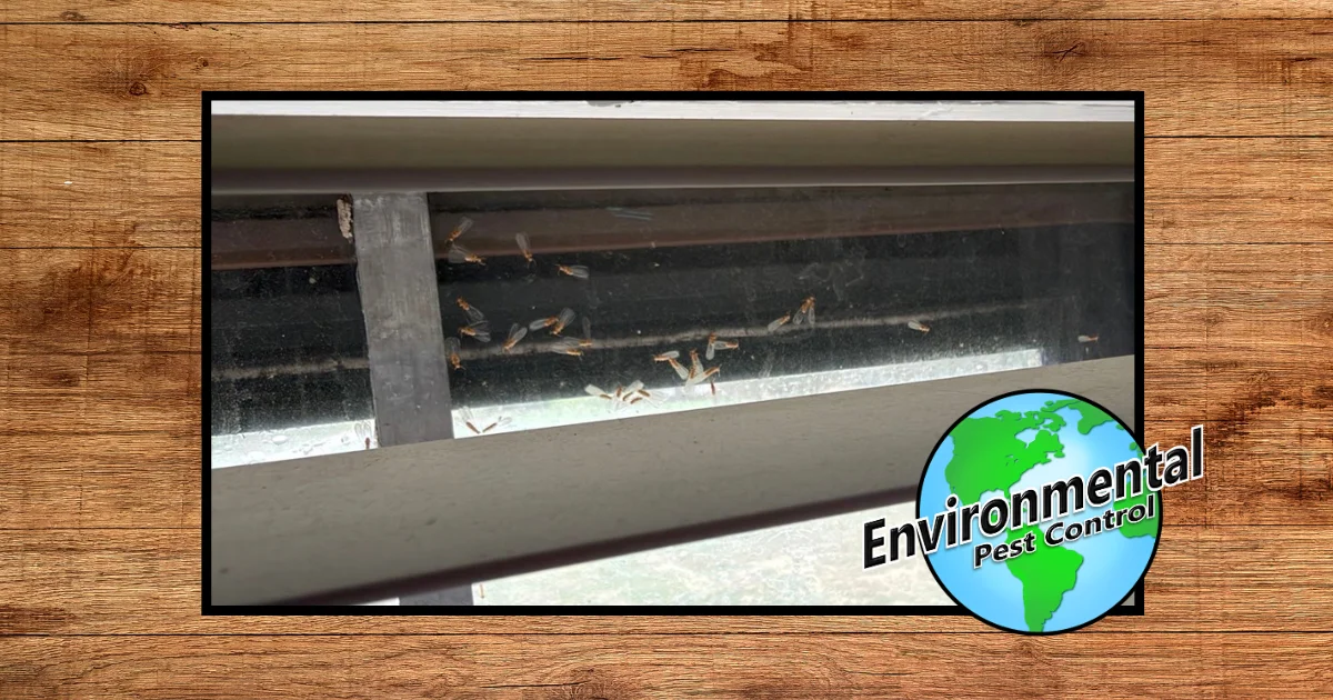 photo of drywood termites swarming in a window in Oklahoma