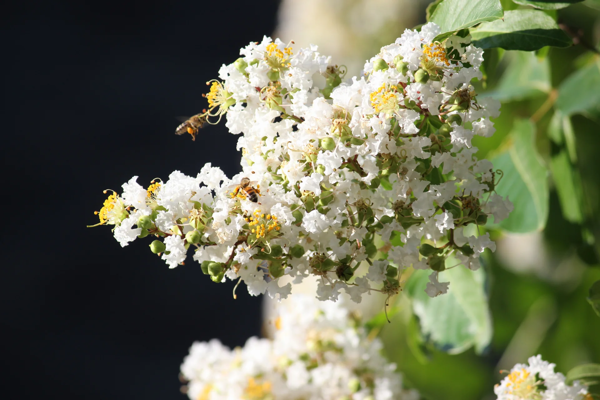 Honey bees foraging on a crape myrtle tree in Central High, Oklahoma