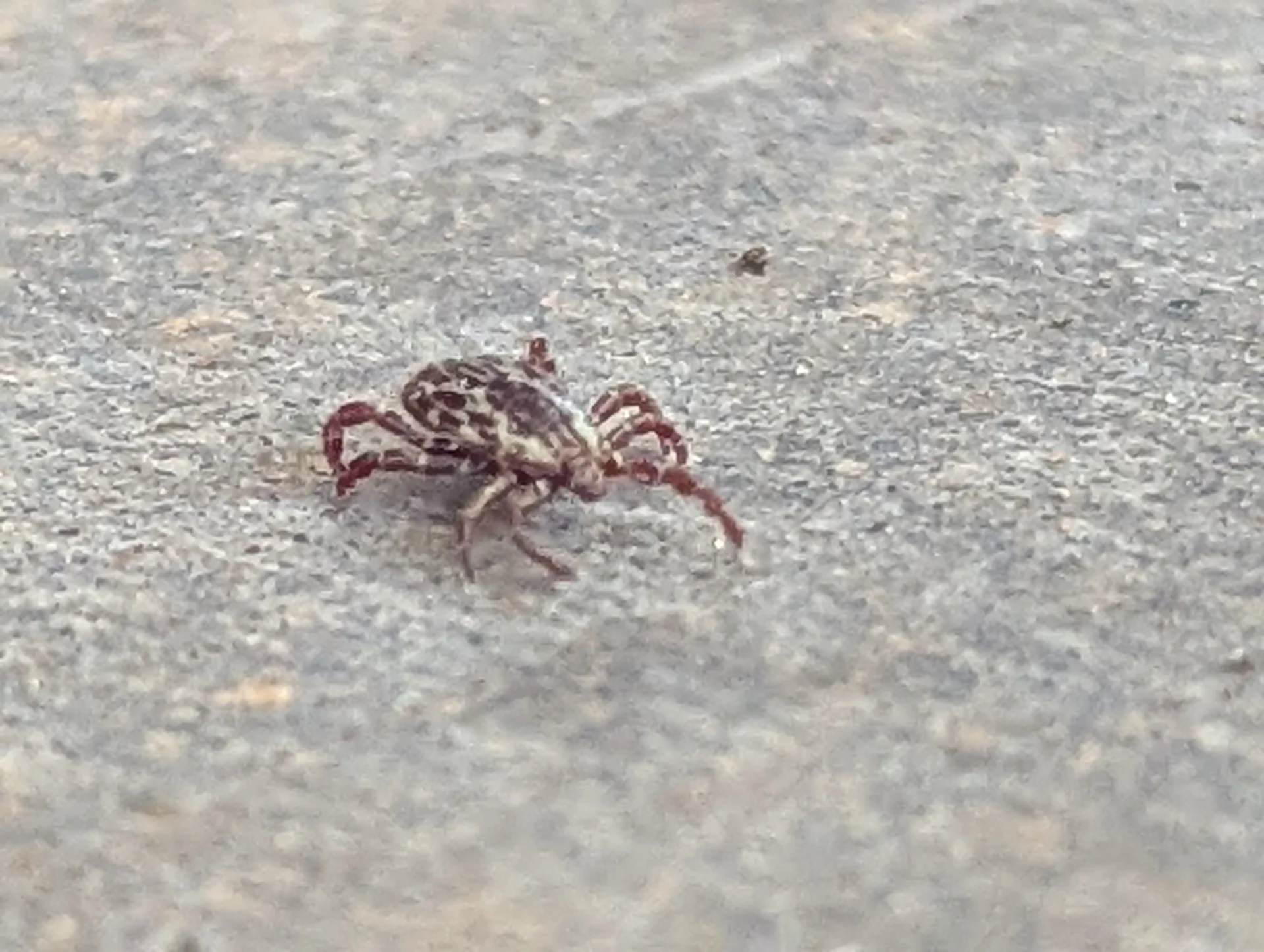 American Dog Tick crawling on concrete in Oklahoma