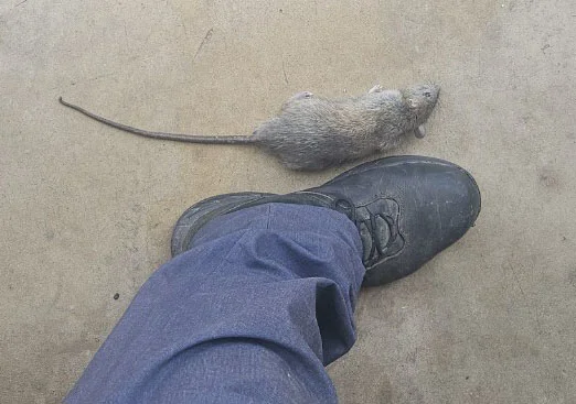 dead rat next to men's shoe